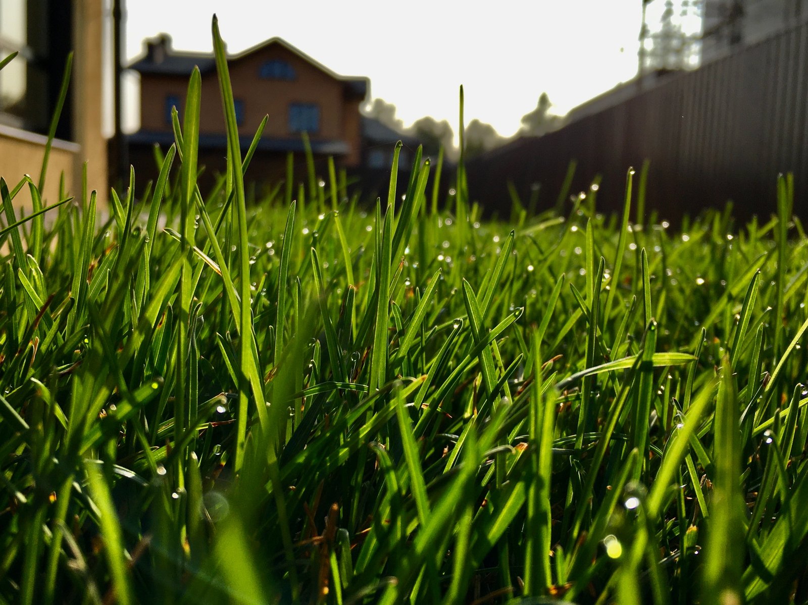 Lawn grass Lawn grass